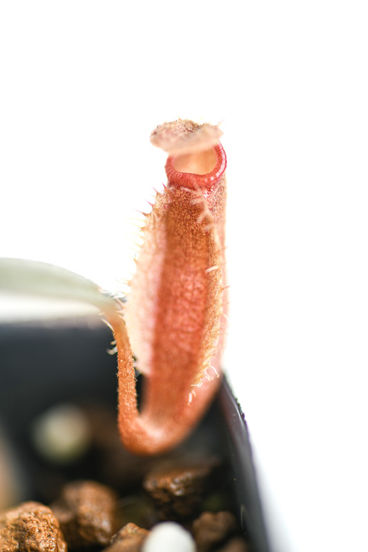 This is a close up photo of Nepenthes vieillardii. This is a Tissue Culture plant propagated by Borneo Exotics.
