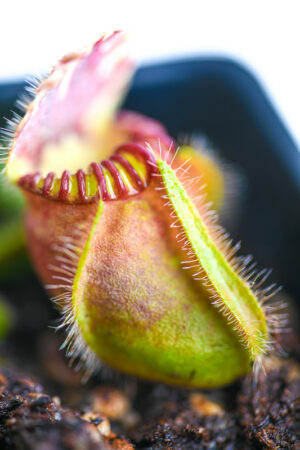 This is a close up photo of Cephalotus follicularis 'Elizabeth'. This is a Basal Division plant propagated by Florae.
