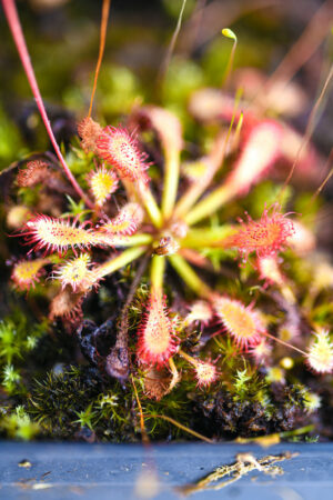 This is a close up photo of Drosera oblanceolata {true