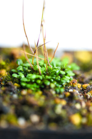 This is a close up photo of Genlisea spec. {Duida