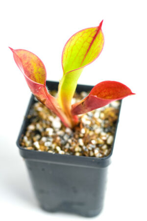 This is a close up photo of Heliamphora Spiderweb. This is a Tissue Culture plant propagated by Andreas Wistuba.