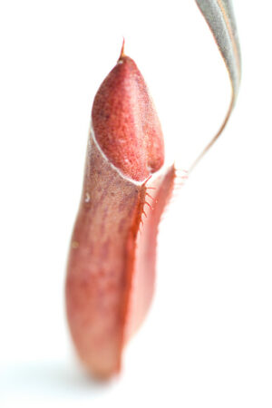 This is a close up photo of Nepenthes albomarginata {red plants
