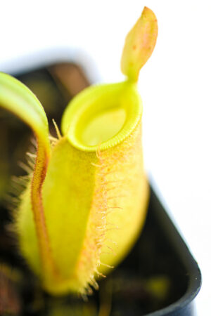 This is a close up photo of Nepenthes ampullaria