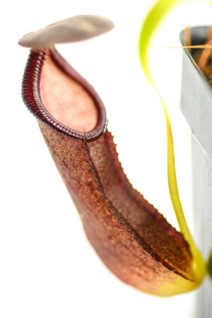 This is a close up photo of Nepenthes bongso