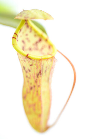This is a close up photo of Nepenthes burbidgeae x campanulata. This is a Tissue Culture plant propagated by Borneo Exotics.