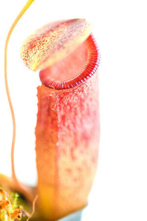 This is a close up photo of Nepenthes burkei x flava. This is a Tissue Culture plant propagated by Borneo Exotics.