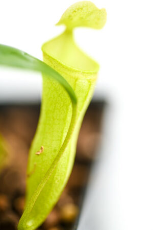 This is a close up photo of Nepenthes campanulata. This is a Tissue Culture plant propagated by Best Carnivorous Plants.