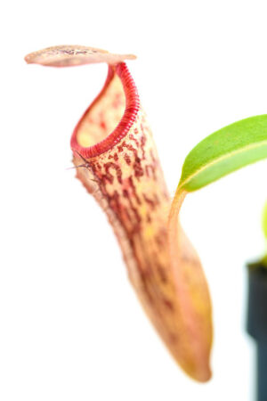 This is a close up photo of Nepenthes glandulifera x (ventricosa x stenophylla). This is a Seed Grown plant propagated by Florae.