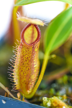 This is a close up photo of Nepenthes hamata x (lowii x tentaculata). This is a Tissue Culture plant propagated by Borneo Exotics.