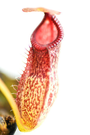 This is a close up photo of Nepenthes hamata x (maxima x talangensis). This is a Tissue Culture plant propagated by Borneo Exotics.
