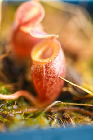 This is a close up photo of Nepenthes jacquelineae. This is a Tissue Culture plant propagated by Borneo Exotics.