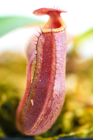 This is a close up photo of Nepenthes {[(lowii x veitchii) x boschiana] x [(veitchii x maxima) x veitchii]} x edwardsiana. This is a Tissue Culture plant propagated by Florae.
