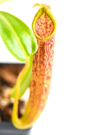 This is a close up photo of Nepenthes maxima {large