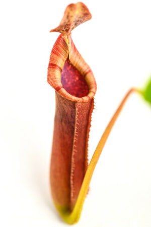This is a close up photo of Nepenthes minima x lowii Trus Madi. This is a Seed Grown plant propagated by Christian Klein.