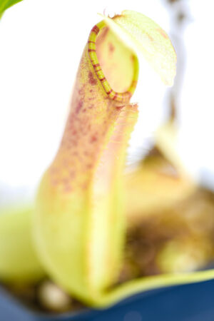 This is a close up photo of Nepenthes northiana. This is a Tissue Culture plant propagated by Borneo Exotics.