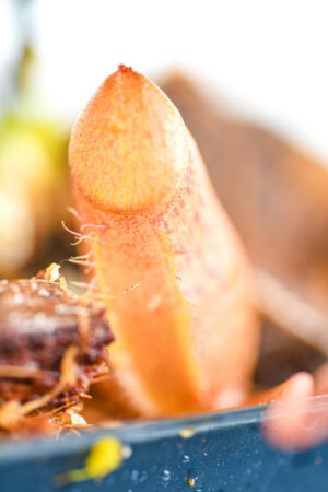 This is a close up photo of Nepenthes sibuyanensis {seedgrown individuals