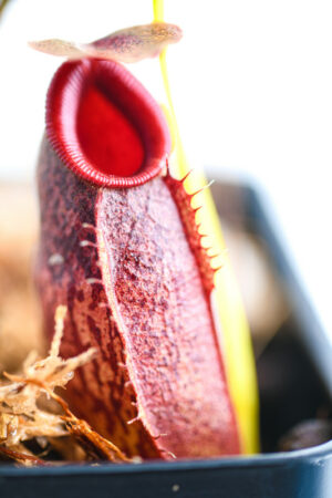 This is a close up photo of Nepenthes spathulata x aristolochioides. This is a Tissue Culture plant propagated by Borneo Exotics.