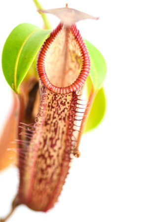 This is a close up photo of Nepenthes spectabilis x hamata. This is a Tissue Culture plant propagated by Borneo Exotics.