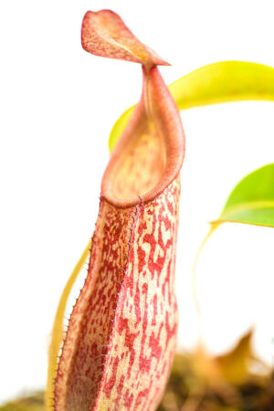 This is a close up photo of Nepenthes spectabilis x veitchii. This is a Tissue Culture plant propagated by Borneo Exotics.