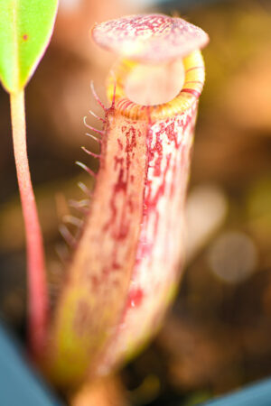 This is a close up photo of Nepenthes spectabilis x ventricosa. This is a Tissue Culture plant propagated by Borneo Exotics.