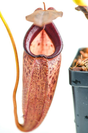This is a close up photo of Nepenthes talangensis x robcantleyi. This is a Tissue Culture plant propagated by Borneo Exotics.