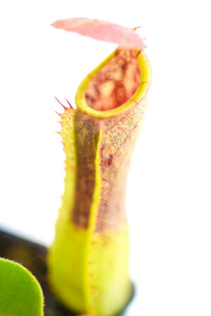 This is a close up photo of Nepenthes truncata hybrid. This is a Tissue Culture plant propagated by Malesiana Tropicals.