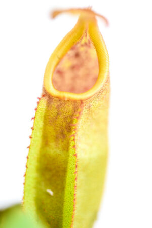 This is a close up photo of Nepenthes veitchii. This is a Tissue Culture plant propagated by Borneo Exotics.