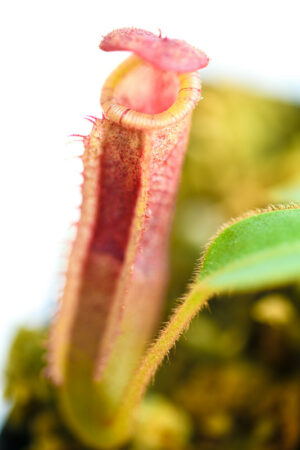 This is a close up photo of Nepenthes (veitchii x lowii) x (spathulata x campanulata). This is a Tissue Culture plant propagated by Florae.