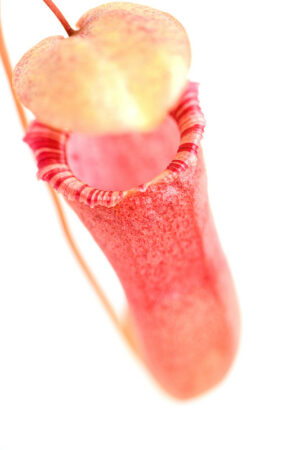 This is a close up photo of Nepenthes (ventricosa x sibuyanensis) x (izumiae x trusmadiensis) -female. This is a Rooted Cutting plant propagated by Florae.