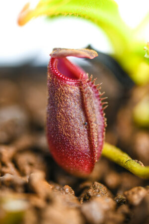 This is a close up photo of Nepenthes x Trusmadiensis (G. Trusmadi
