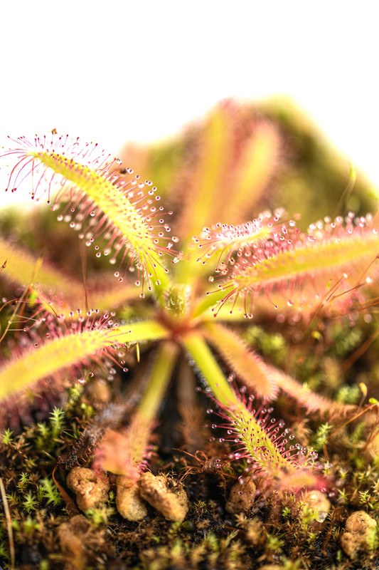 This is a close up photo of Drosera latifolia {giant