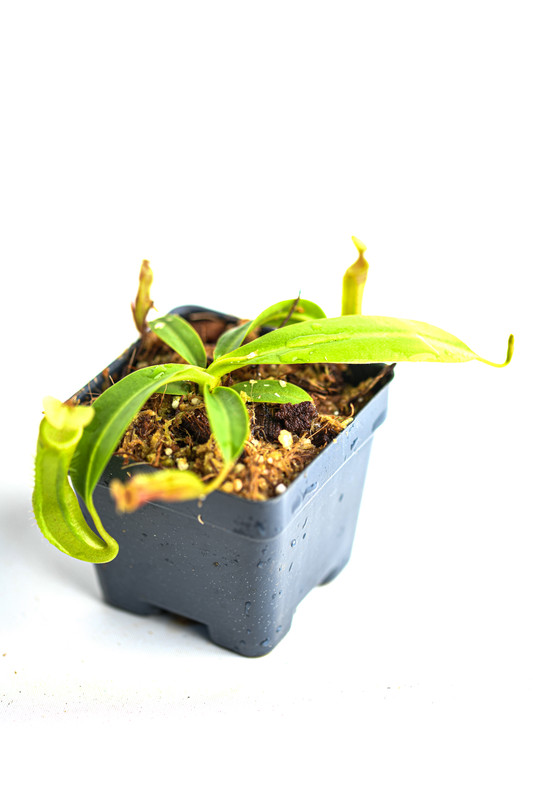 This is a wide angle photo of Nepenthes Rokko EP x edwardsiana. This is a Tissue Culture plant propagated by Jeremiah Harris.