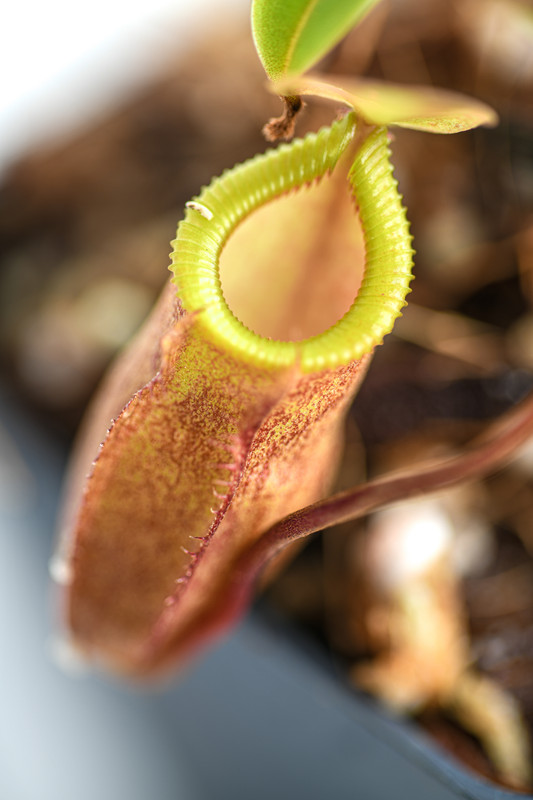 This is a close up photo of Nepenthes flava x diabolica. This is a Tissue Culture plant propagated by Andreas Wistuba.