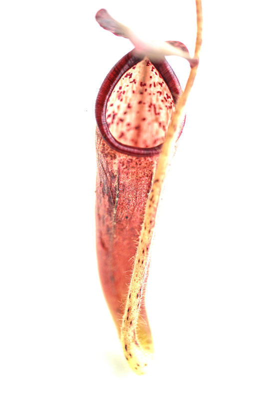 This is a close up photo of Nepenthes glandulifera. This is a Seed Grown plant propagated by Borneo Exotics.