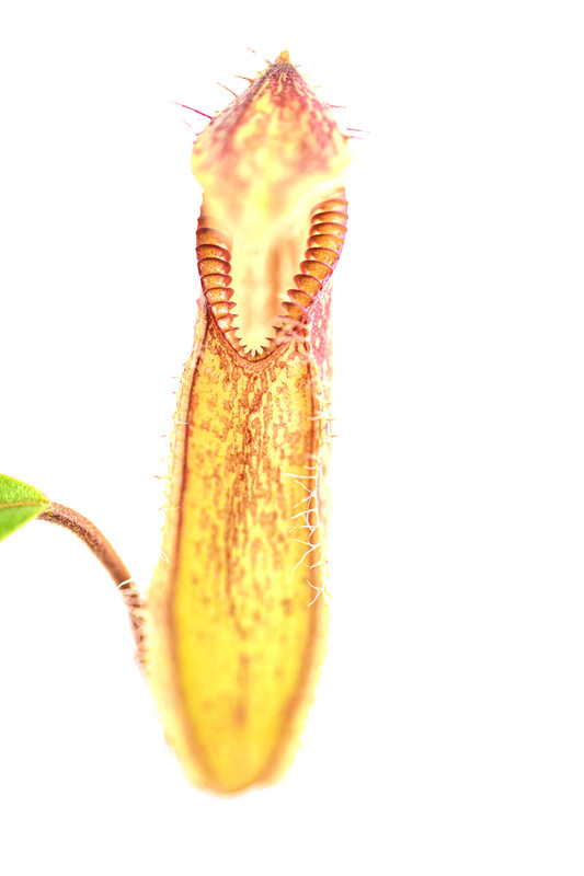 This is a close up photo of Nepenthes hamata (Gunung Lumut