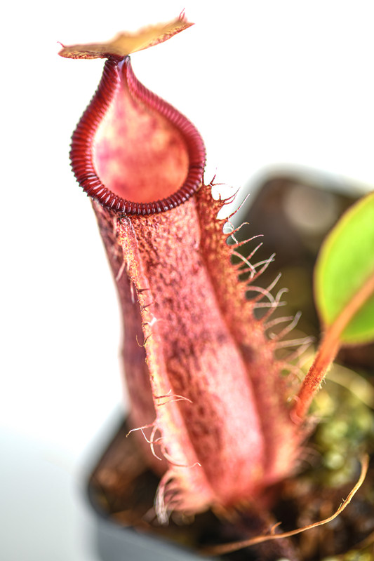 This is a close up photo of Nepenthes hamata x (veitchii x lowii). This is a Tissue Culture plant propagated by Borneo Exotics.