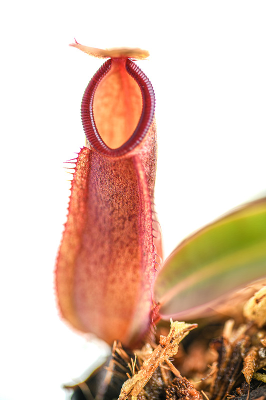 This is a close up photo of Nepenthes tentaculata (Gunung Rajah