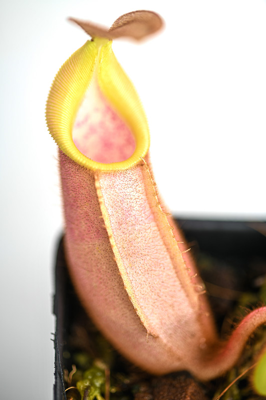 This is a close up photo of Nepenthes veitchii. This is a Tissue Culture plant propagated by Borneo Exotics.