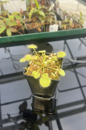 This is a close up photo of Drosera prolifera. This is a Tissue Culture plant propagated by Best Carnivorous Plants.