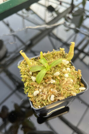 This is a close up photo of Nepenthes glandulifera x edwardsiana. This is a Tissue Culture plant propagated by Florae.