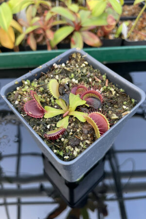 This is a close up photo of Dionaea muscipula 'BCP clone aka Titanium'. This is a Tissue Culture plant propagated by Best Carnivorous Plants.