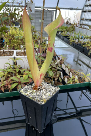 This is a close up photo of Heliamphora Godzilla. This is a Tissue Culture plant propagated by Andreas Wistuba.