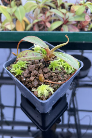This is a close up photo of Nepenthes attenboroughii (Mt. Victoria