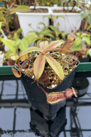 This is a close up photo of Nepenthes burkei x robcantleyi. This is a Tissue Culture plant propagated by Borneo Exotics.