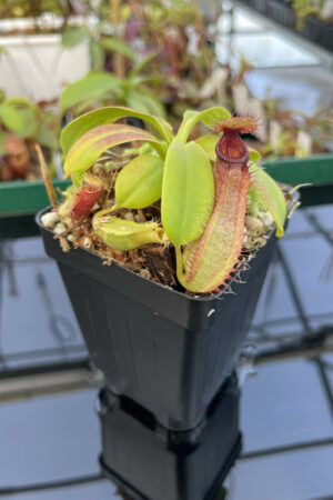 This is a close up photo of Nepenthes hamata (katopasa) x truncata. This is a Tissue Culture plant propagated by Florae.