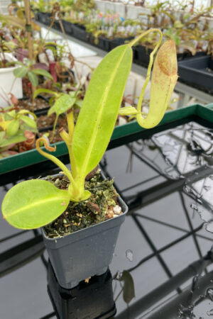 Nepenthes maxima x glandulifera | Florae | Rooted Cutting | N13316