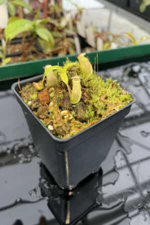Nepenthes flava x N. tenuis {seedgrown individuals, Andrea Bianchi horticultural cross} | Best Carnivorous Plants | Seed Grown | N2464-00 | H13349