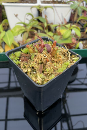Nepenthes ceciliae {mix of clones, Mindanao, Philippines} | Best Carnivorous Plants | N1720, N1721, N1823-1826 | H13350