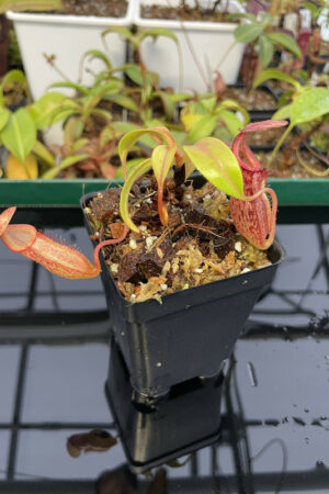 Nepenthes petiolata x flava | Borneo Exotics | BE-4035 | H13352