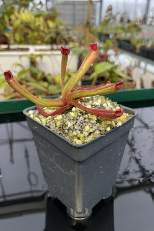 Heliamphora ionasii x self or sarracenioides {luccky dip from mix of clones, H. ionasii Killer Giant 1 x self or | Best Carnivorous Plants | H2172 | H13354